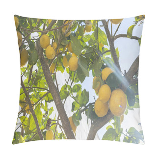 Personality  Close-up Of Lemon Tree Branches, Citrus Limon, Full Of Lemons On A Sunny Day Pillow Covers