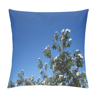 Personality  Anacahuita (also Known As Cordia Boissieri, White Cordia, Mexican Olive, Texas Wild Olive) Flowering In Early Spring, Copy Space Pillow Covers