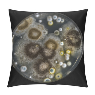 Personality  Petri Dish With Mold Isolated On Black Pillow Covers