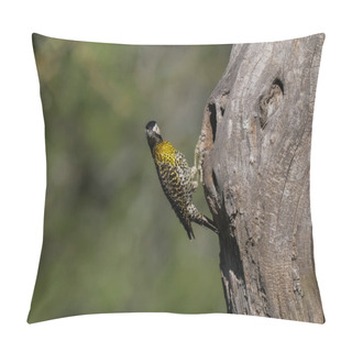 Personality  Green Barred Woodpecker In Forest Environment,  La Pampa Province, Patagonia, Argentina. Pillow Covers