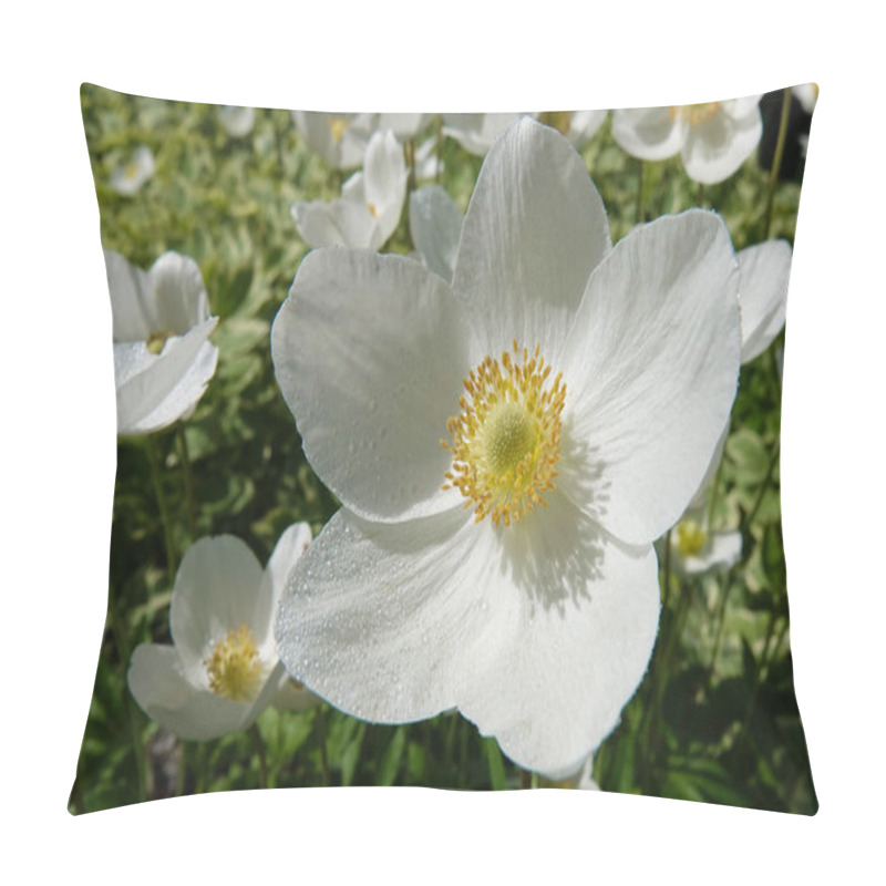 Personality  Anemone Dubravnaya Or White Anemone Is A Very Delicate And Beautiful White Flower Pillow Covers