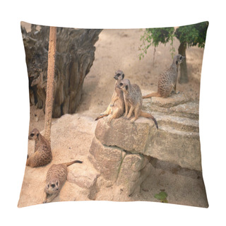 Personality  Enchanting Meerkats. Meerkat: Whimsical Moments In The Wilderness. Exploring The Savanna Landscape. Playful Meerkats In The African Sun. Guardians Of The Desert: Meerkats Standing Tall. Adorable Pillow Covers