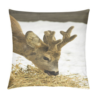 Personality  Roe Deer (Capreolus Capreolus) Portrait In A Winter Scene Pillow Covers