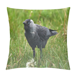 Personality  Western Jackdaw In Grass Pillow Covers