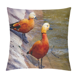 Personality  Wild Duck Ogar On The Lake. Close-up. Pillow Covers