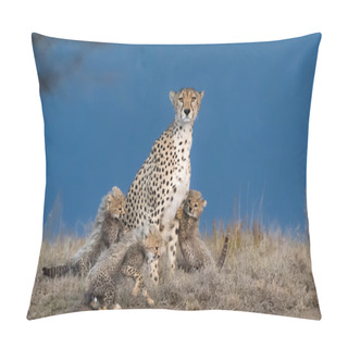 Personality  Cheetah Male Walking And Looking For Prey Pillow Covers