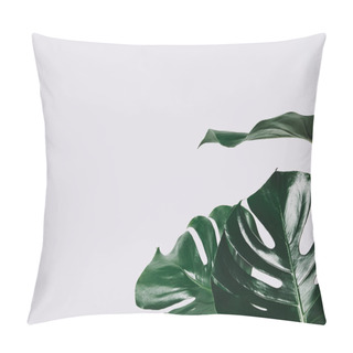 Personality  Close-up Shot Of Monstera Leaves Isolated On White Pillow Covers