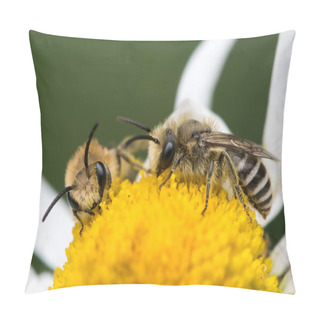 Personality  Two Plasterer Bees (Colletes Daviesanus) Feeding On Oxeye Daisy Flower, North Devon, UK, Summer. Pillow Covers