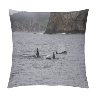 Personality  Killer Whales With Huge Dorsal Fins Swim On Background Of Rocks. Backs Of Huge Dolphin In Water In Sea Of Japan Observing Animal World. Real Adventure In Kamchatka, Russian Far East. Copyright Space Pillow Covers