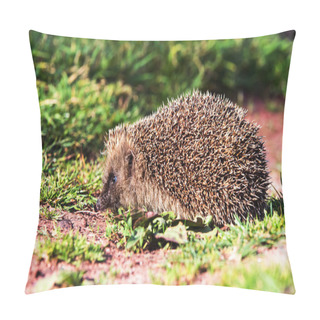 Personality  European Hedgehog, Common Hedgehog, Hedgehog, Erinaceus Europaeus Pillow Covers