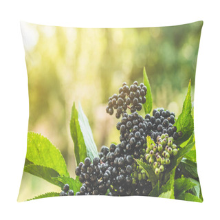 Personality  Clusters Fruit Black Elderberry In Garden In Sun Light (Sambucus Nigra). Elder, Black Elder Pillow Covers