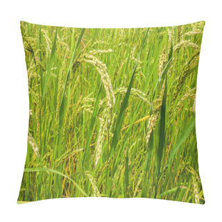 Personality  Rice Field In The Albufera Of Valencia Pillow Covers