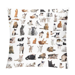 Personality  Cats In Studio Pillow Covers