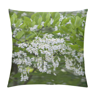 Personality  Cladrastis Kentukea Ornamental Flowers In Bloom, White Flowering Tree, Ornamental Branches Pillow Covers