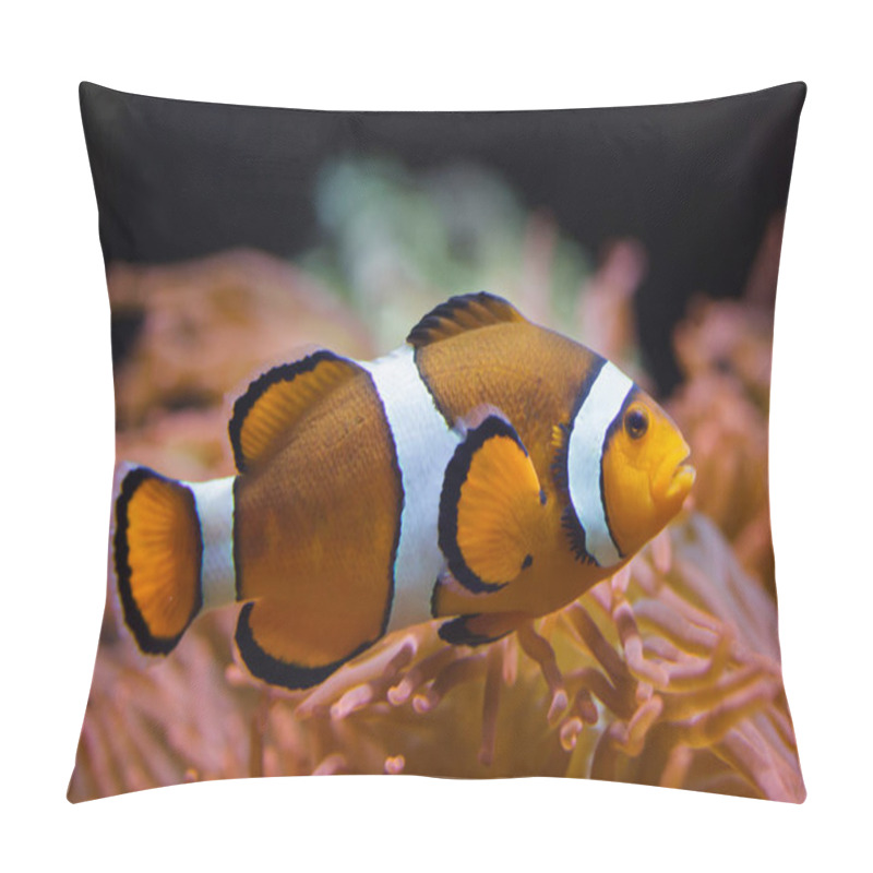 Personality  Ocellaris clownfish (Amphiprion ocellaris), also known as the false percula clownfish, swimming in the magnificent sea anemone (Heteractis magnifica). pillow covers