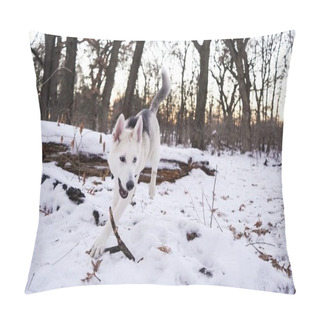 Personality  Domesticated Czechoslovakian Wolfdog In A White Beautiful Forest Field Pillow Covers
