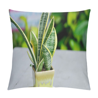 Personality  Sansevieria Trifasciata Prain, Snake Plant Or Mother In Laws Tongue In The Flower Pot Pillow Covers