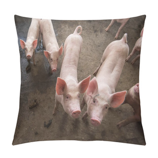Personality  Pigs On The Farm Pillow Covers