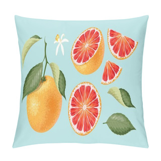 Personality  Big Vector Set Of High Detailed Grapefruit Pillow Covers