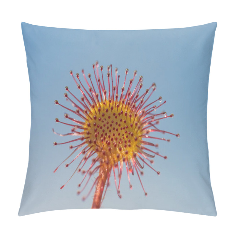 Personality  Sundew Close Up Pillow Covers