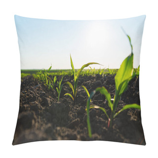 Personality  Young Corn Plants Growing On The Field On A Sunny Day. Fresh Green Sprouts Of Maize. Growing Corn. Agrarian Business. Agricultural Scene. Selective Focus. Pillow Covers