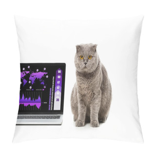 Personality  Adorable Grey British Shorthair Cat Near Laptop With Infrographic On Screen Isolated On White Background  Pillow Covers