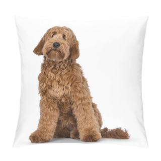 Personality  Adorable Red  Abricot Cobberdog Aka Labradoodle Dog Puppy,sitting Facing Front. Looking Curiously Beside Camera. Isolated On White Background. Pillow Covers