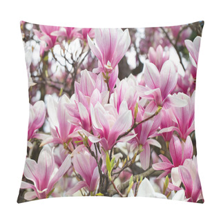 Personality  Magnolia Tree Blossom In Springtime. Tender Pink Flowers Bathing In Sunlight. Warm April Weather. Blooming Magnolia Tree In Spring, Internet Springtime Banner. Spring Floral Background. Pillow Covers