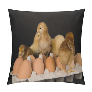 Personality  Chickens On A Dozen Eggs Pillow Covers