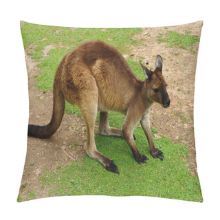 Personality  Standing Kangaroo In A Zoo Pillow Covers