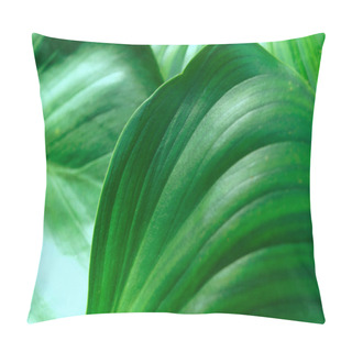 Personality  A Close-up Of The Verdant Foliage In The Botanical Garden, Selective Focus. Pillow Covers