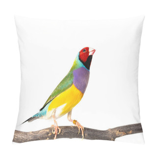 Personality  Gouldian Finch Bird Pillow Covers