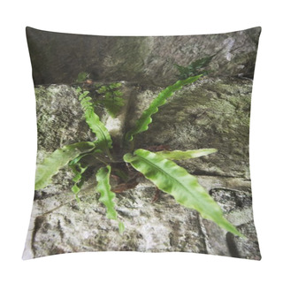 Personality  Plant Growing Out Of A Rock Pillow Covers