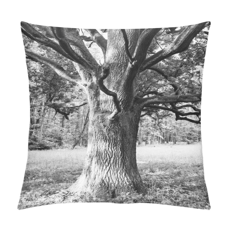 Personality  Old oak in the park pillow covers
