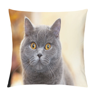 Personality  Beautiful Portrait Of A British Shorthair Lilac. The Cat Looks And Waits. Playful Cat Waiting For A Toy. For Decoration And Design Pillow Covers