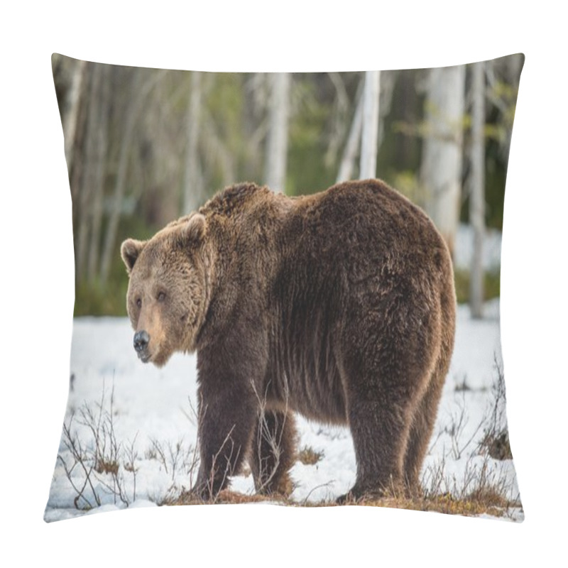 Personality  Brown Bear on snow-covered swamp pillow covers