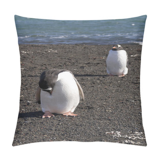 Personality  Gentoo Penguin, Antarctica Pillow Covers