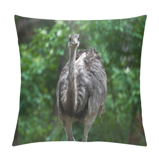 Personality  Emu (Dromaius Novaehollandiae) Pillow Covers