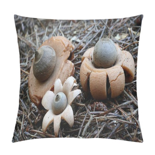 Personality  A Closeup Of A Group Of Earthstar Mushrooms Growing On A Forest Floor Pillow Covers
