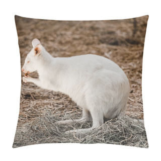 Personality  Cute Little Kangaroo Eating Tasty Nut In Zoo Pillow Covers