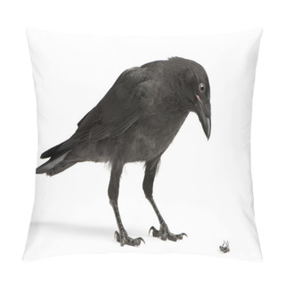 Personality  Young Carrion Crow Looking Down At A Dead Fly Pillow Covers