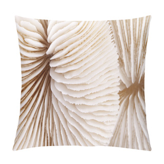 Personality  Background Of Seashells Of Fungia  , Close Up Pillow Covers