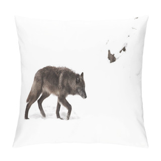 Personality  Black Wolf (Canis Lupus) Walking In The Winter Snow In Canada Pillow Covers