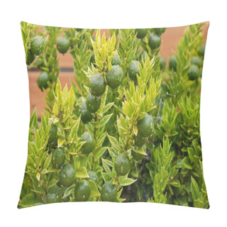 Personality  Homegrown Kumquat, Cumquat Chinoti Plant (Citrus Japonica) With Green Fruit Pillow Covers