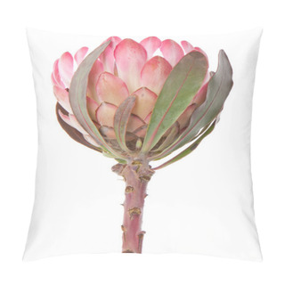 Personality  Purple Protea, Isolated On White Pillow Covers