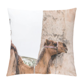 Personality  Camel Pillow Covers