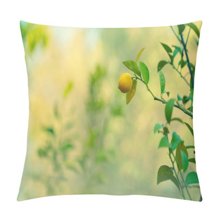 Personality  Lemon Trees Garden, Little Ripe Yellow Fruit Hanging On The Tree Branch Over Blurry Background, Harvest Time In The Orchard, Autumn Season Concept Pillow Covers