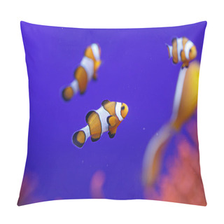 Personality  Clownfish Isolated Blue Backdrop In The Community In Aquarium Pillow Covers