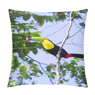 Personality  Keel-billed Toucan Ramphastos Sulfuratus  Pillow Covers