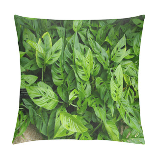 Personality  Swiss Cheese Philodendron - Philodendron Monstera Oblique Pillow Covers
